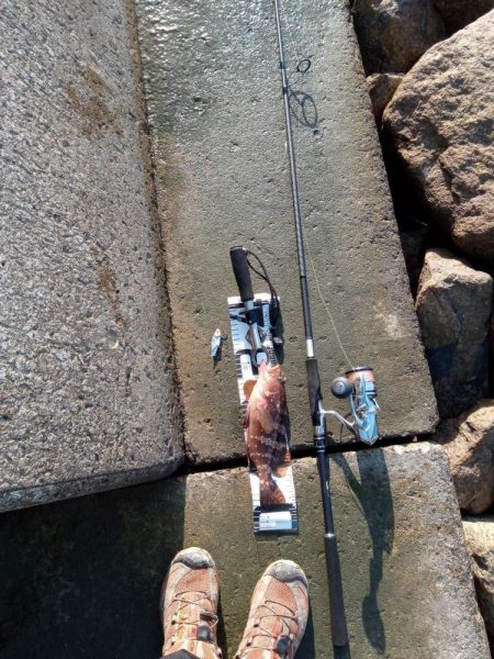 青物調査のはずが…思わぬ出会い